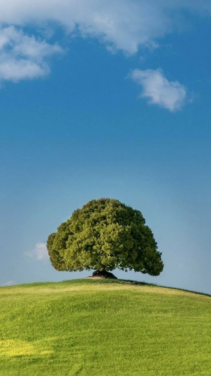 a large tree on top of a green hill under a blue sky with wispy clouds