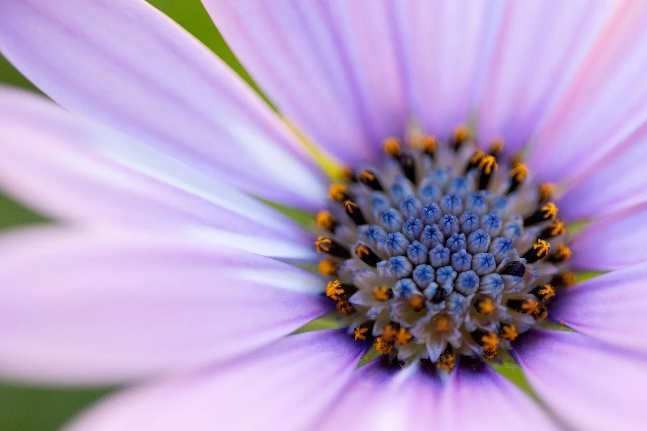 Free Flower Nature photo and picture