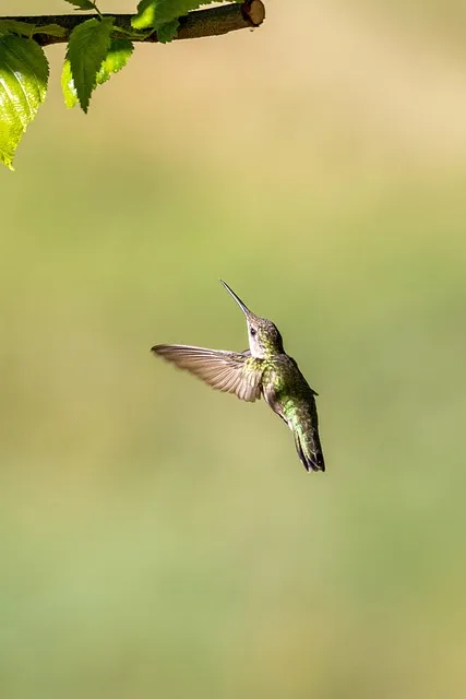 Free Hummingbird Mobile Wallpaper 4K photo and picture