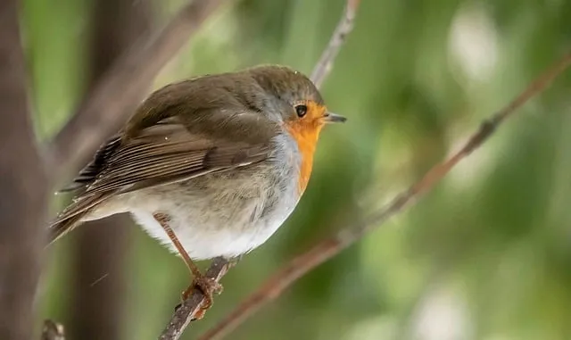 Free Bird Nature photo and picture