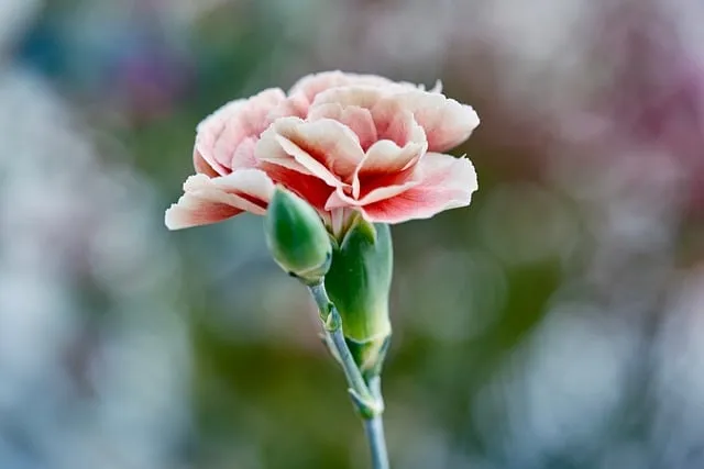 Free Carnation Pink Hue photo and picture