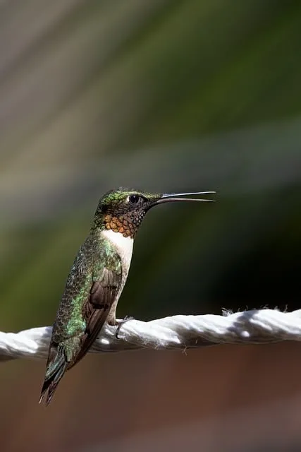 Free Bird Hummingbird photo and picture