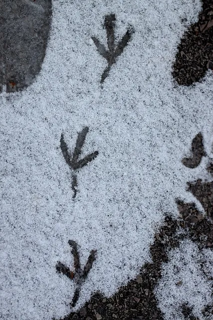 Free Snow Winter photo and picture