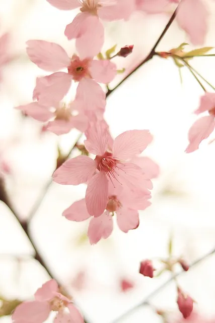 Free Cherry Blossom Lock Screen Wallpaper photo and picture