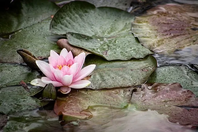 Free Water Lake photo and picture