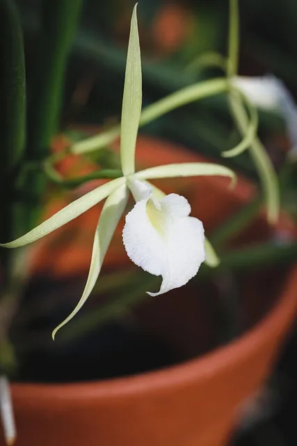 Free Natural Flower Wallpaper photo and picture