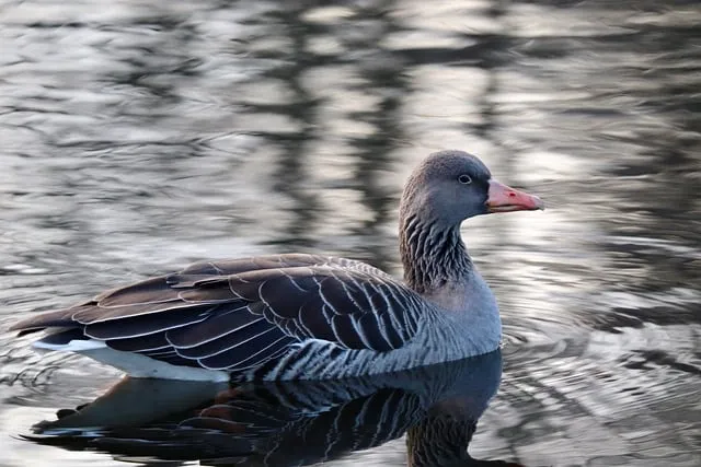 Free Goose Pond photo and picture