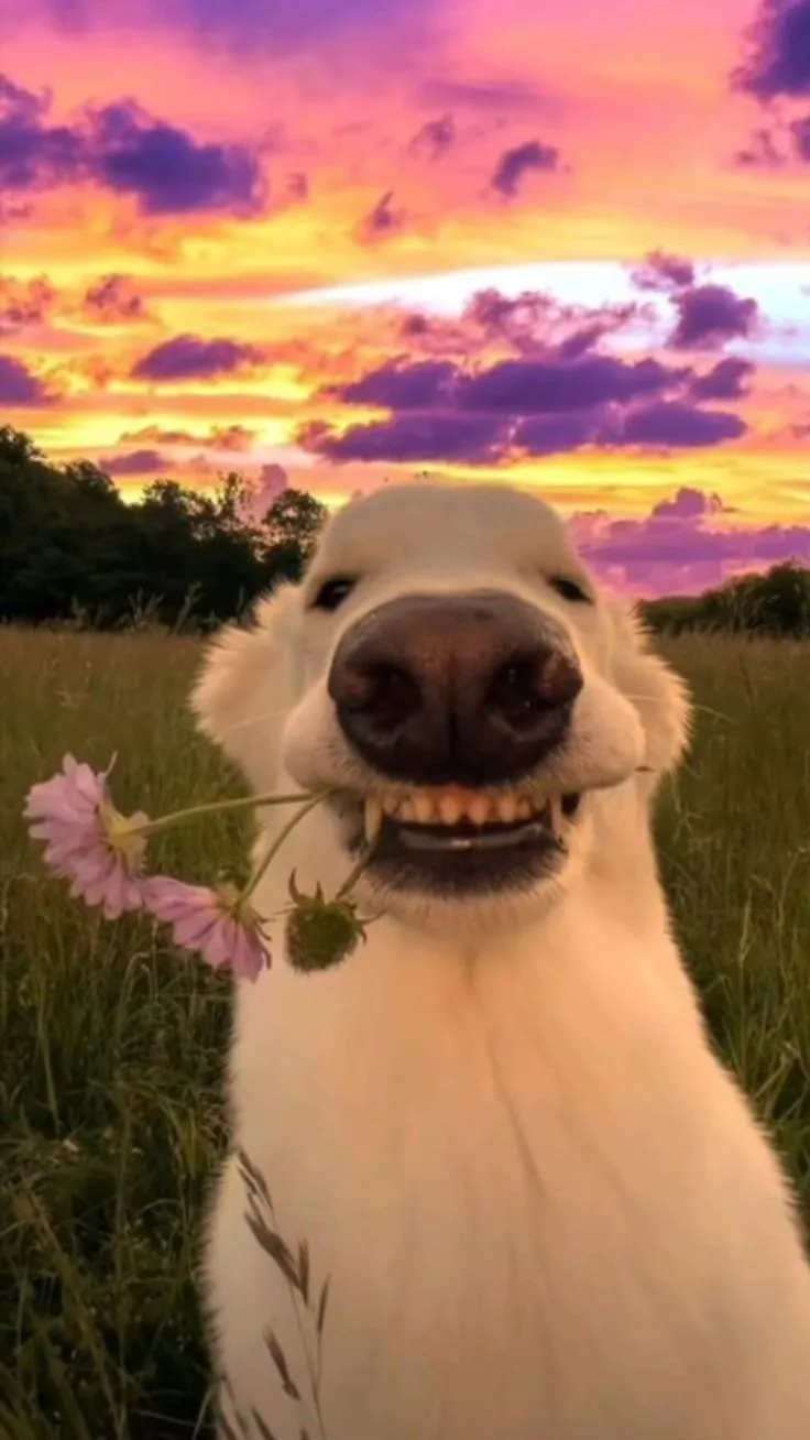 a white dog holding a flower in its mouth and smiling at the camera with a sunset behind it