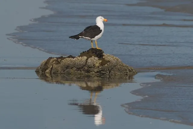 Free Seabird Gull photo and picture