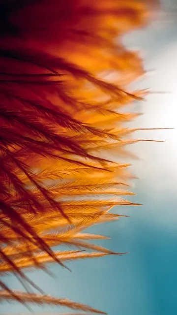 Free Feathers Samsung Wallpaper photo and picture