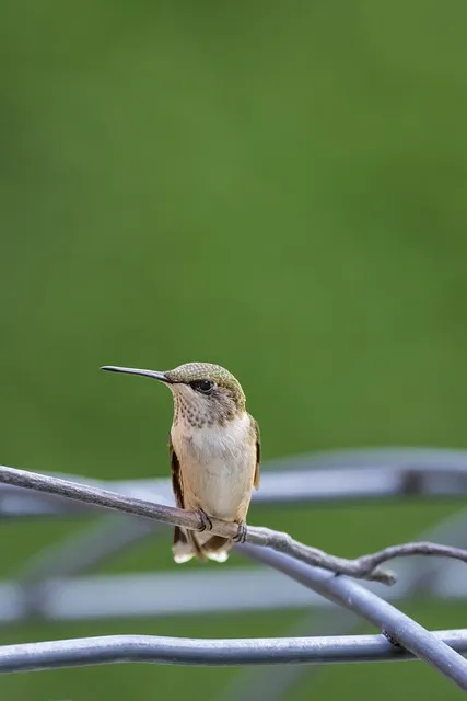 Free Hummingbird Bird photo and picture