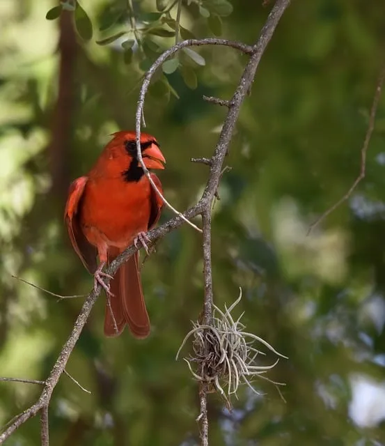 Free Cardinal Ipad Wallpaper photo and picture