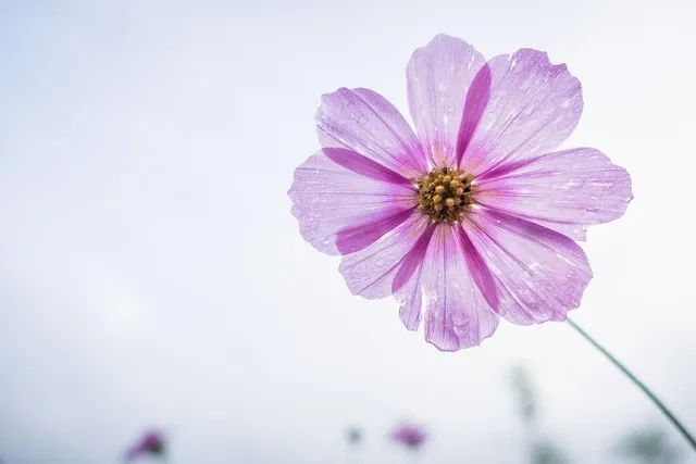 Free Cosmos Flower Beautiful Flowers photo and picture