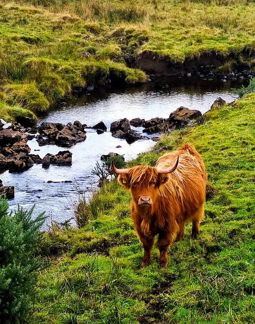 Free Cattle Cow photo and picture