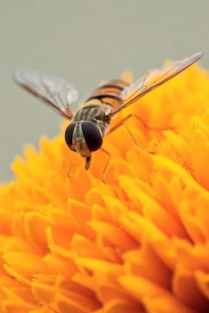 Free Hover Fly Insect photo and picture