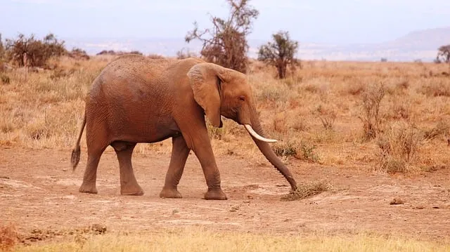 Free Africa Kenya photo and picture