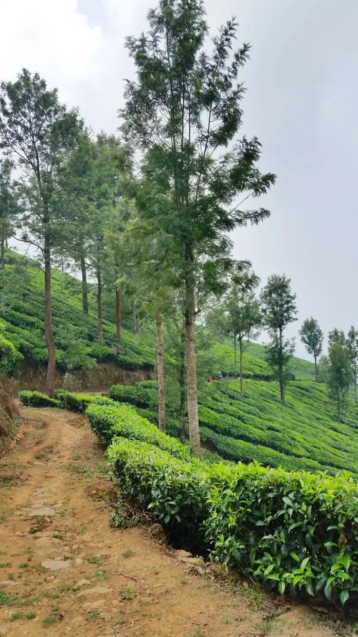 Munnar Kerala tea plantation trek