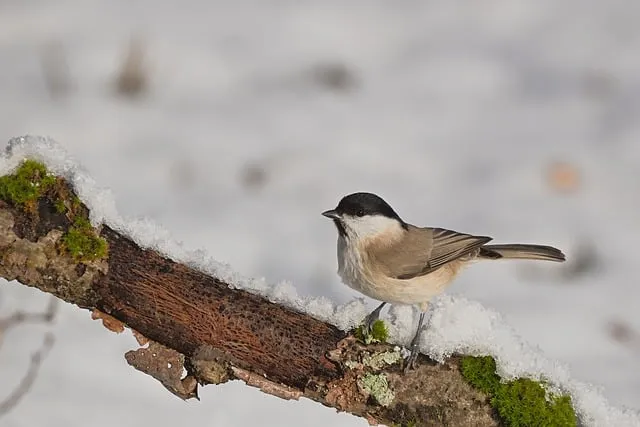 Free Marsh Tit Branch photo and picture