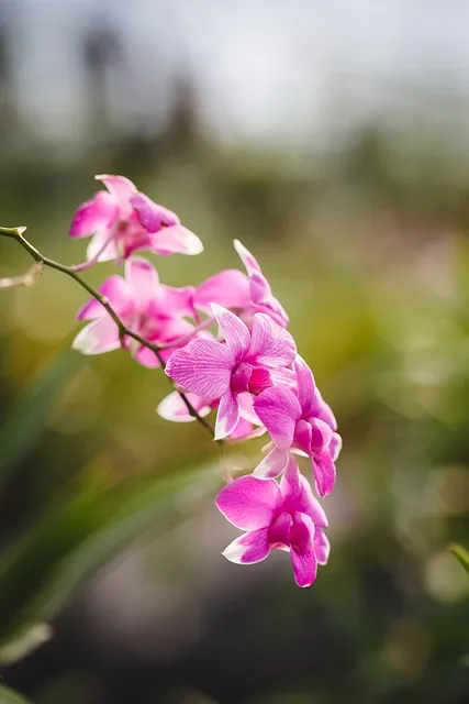 Free Natural Pure photo and picture