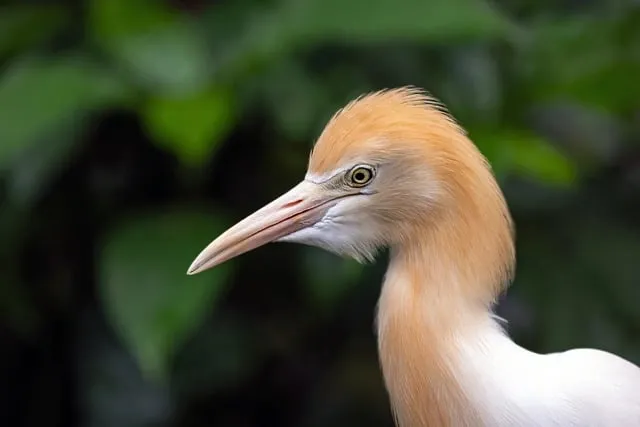 Free Cattle Egret Bird photo and picture