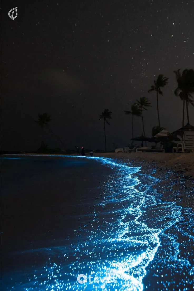 15 Brilliant Bioluminescent Beaches And Bays Worldwide