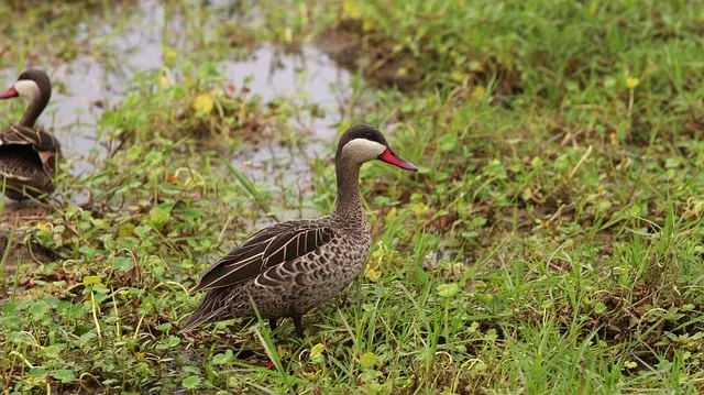 Free Duck Nature photo and picture