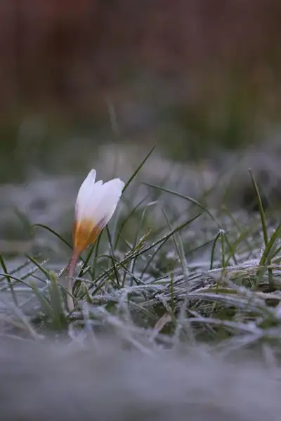 Free Crocus Samsung Wallpaper photo and picture