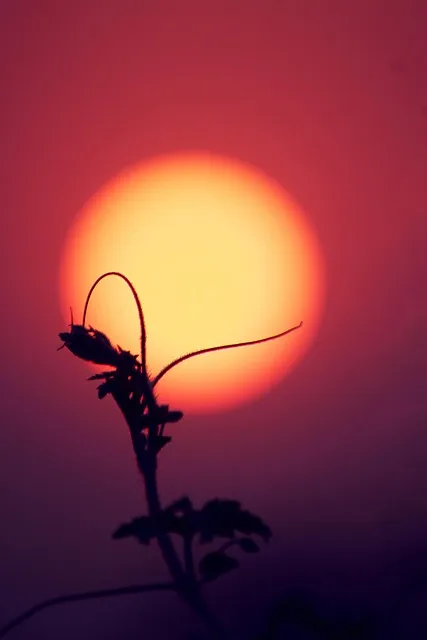 Free Sun Sunset photo and picture