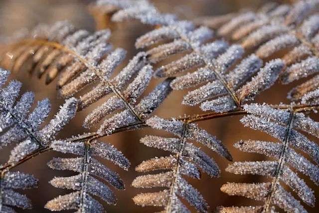 Free Fern Leaves photo and picture