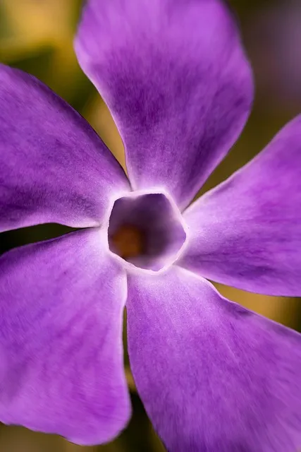 Free Flower Beautiful Flowers photo and picture