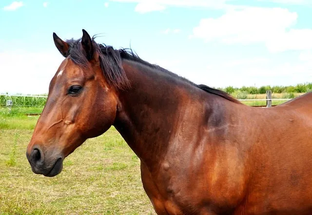 Free Horse Nature photo and picture