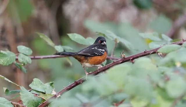 Free Towhee Wildlife photo and picture