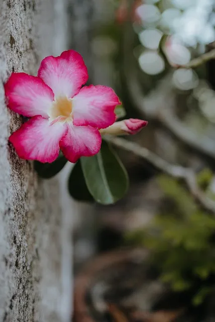 Free Adenium Mobile Wallpaper photo and picture