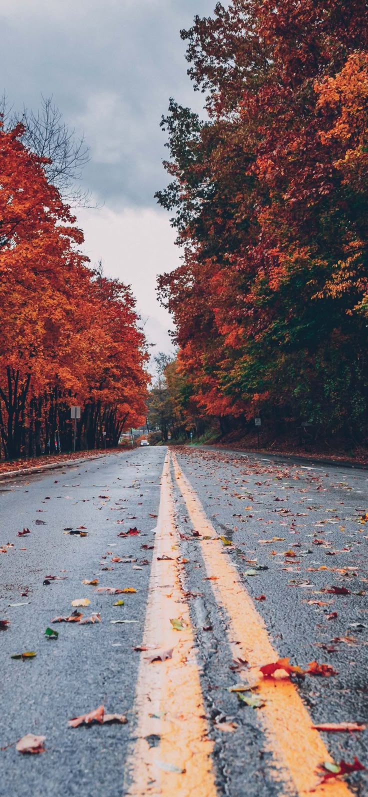 Wet Autumn Road