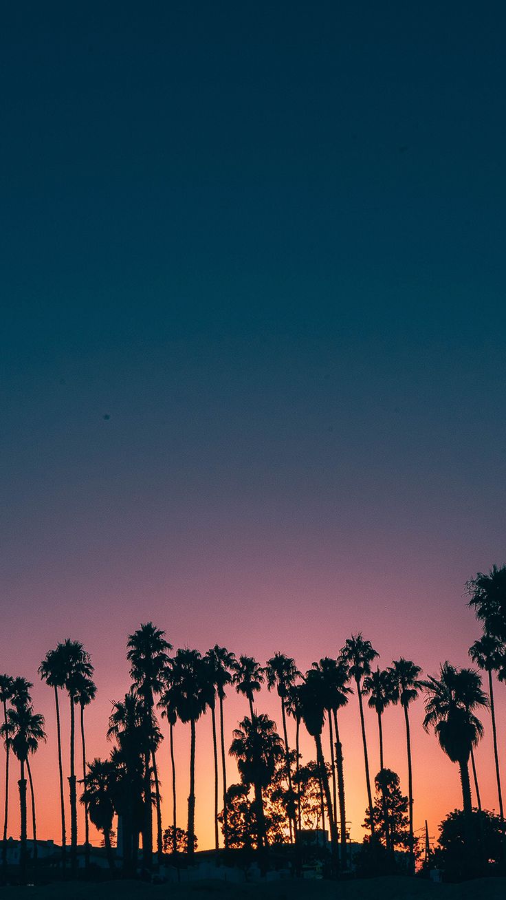 Purple Sunset Palms