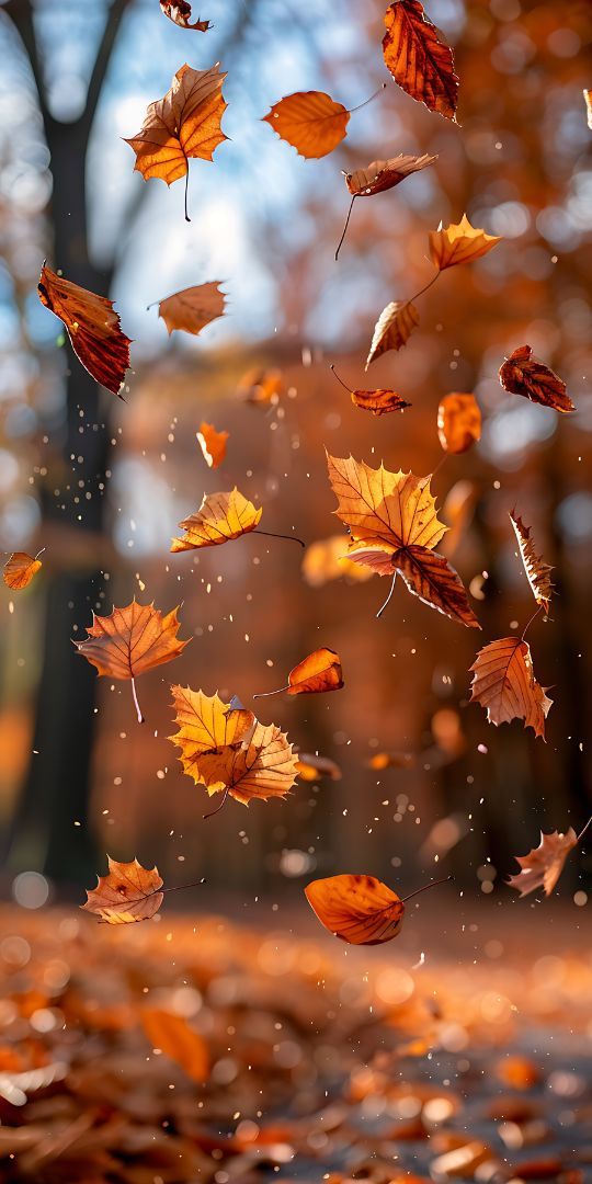 Falling Autumn Leaves