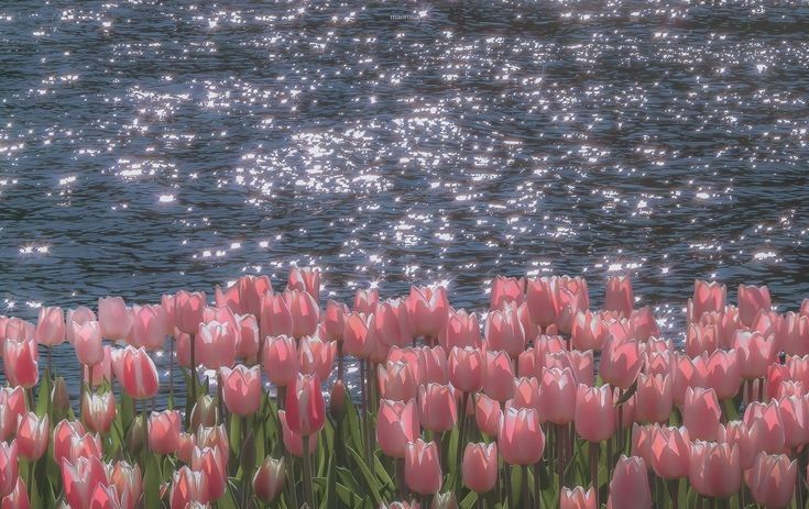 Pink Tulips Water